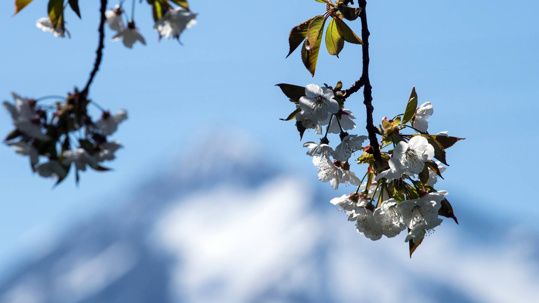 Frostige Nächte haben den Kirschblüten vor allem in der Deutschschweiz zugesetzt.