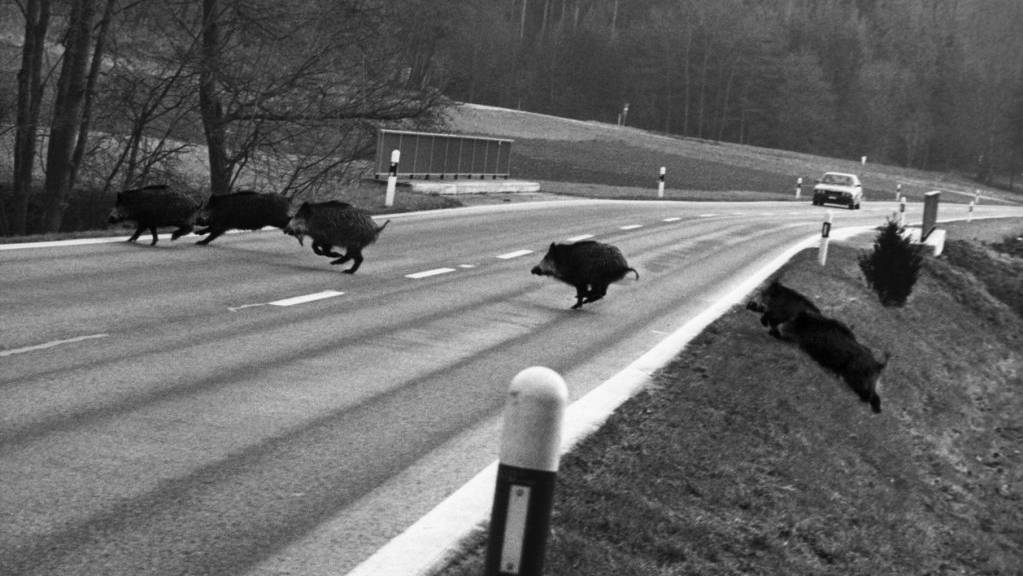 Eine Wildschweinrotte hat im Süden Deutschlands eine Serie von Unfällen ausgelöst. (Symbolbild)