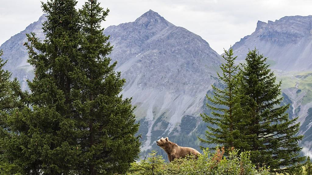 Im Arosa Bärenland wird aus schlechter Haltung geretteten Bären ein artgemässes Leben ermöglicht. (Archivbild)