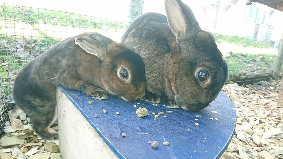 Vorgeschichte: Mimo und Molly wurden wegen Zeitmangel bei uns abgegeben.  Im Tierheim seit: