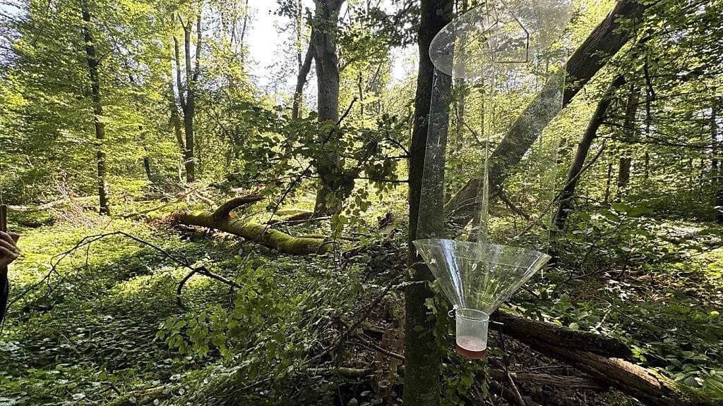 Eine Käferfalle im Waldnaturschutzgebiet Zollischlag in Hünenberg.