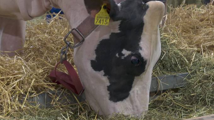 Hof sucht neuen Bauern: Fachmesse Tier & Technik thematisiert Nachfolgeprobleme