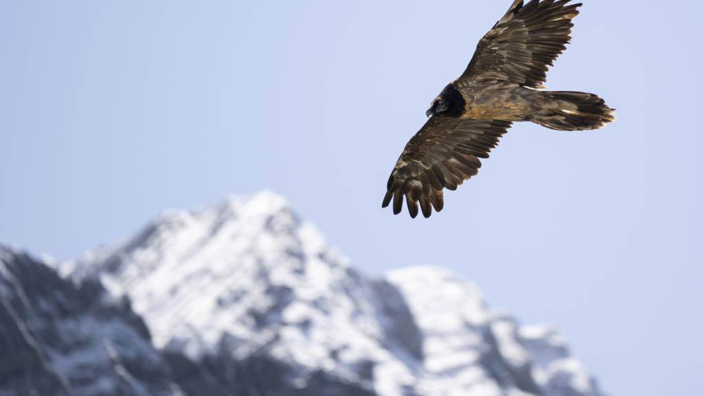 Im Kanton St. Gallen hat ein junger Bartgeier seinen Horst verlassen. Dies ist ein weiterer Erfolg eines 2010 gestarteten Projekts. (Archivbild)