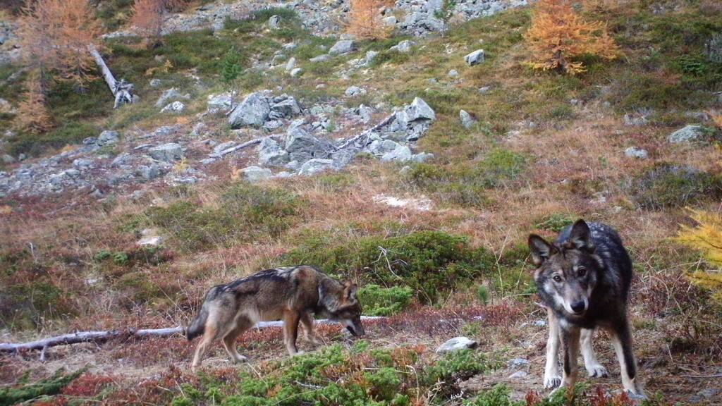 Graubünden gibt drei weitere Wölfe zum Abschuss frei
