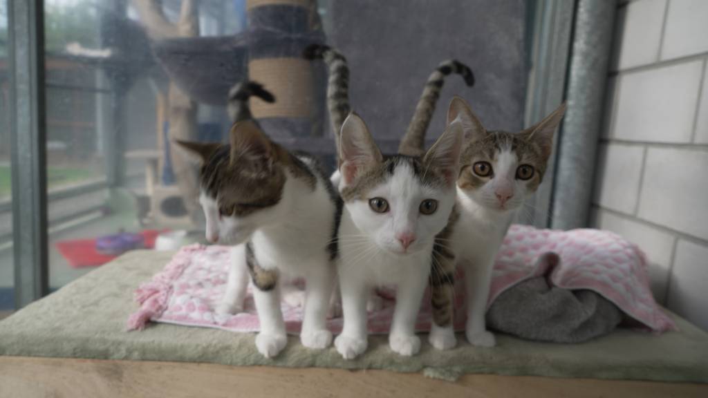ungkatzen