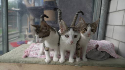 Jungkatzen