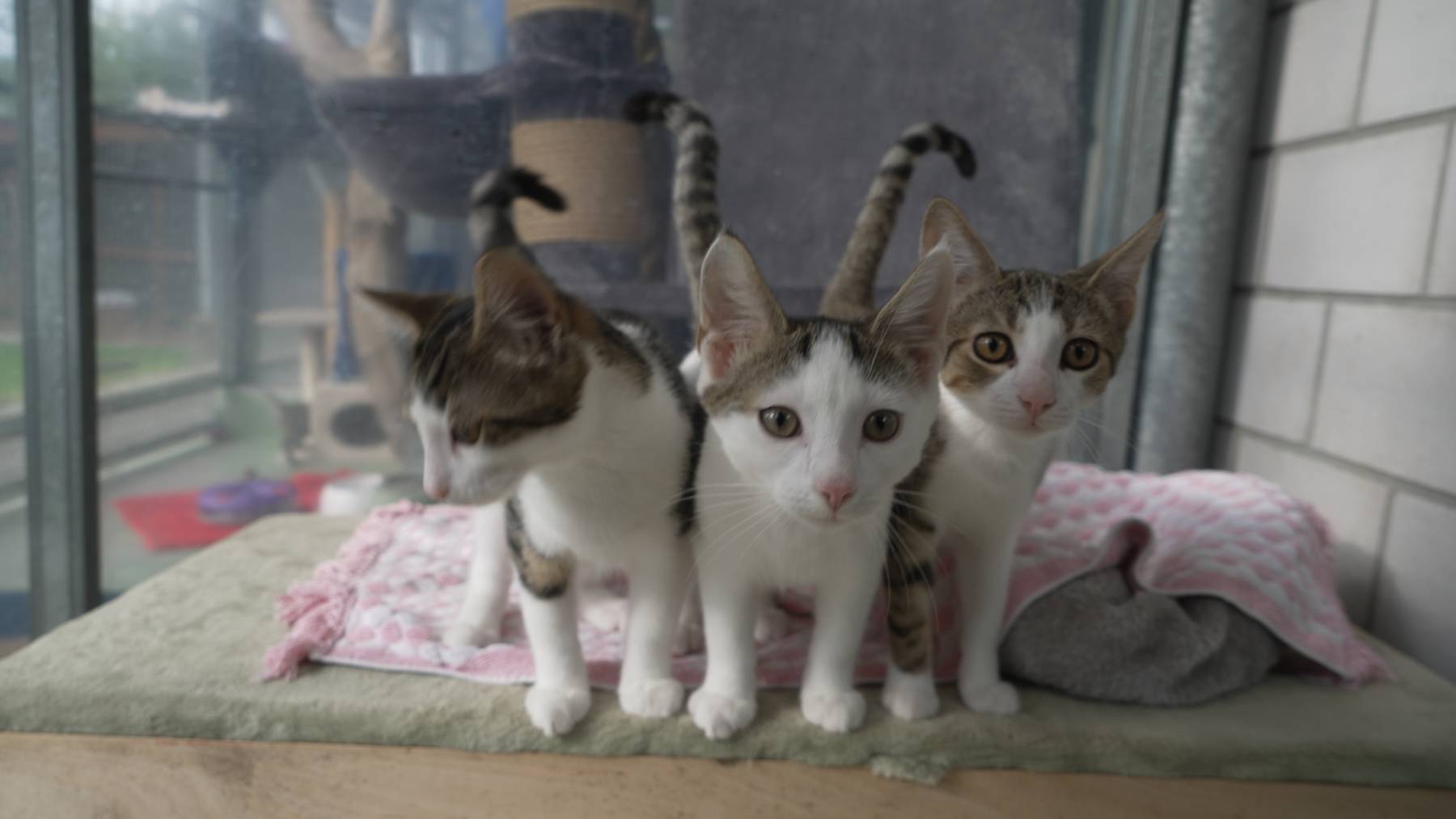 ungkatzen
