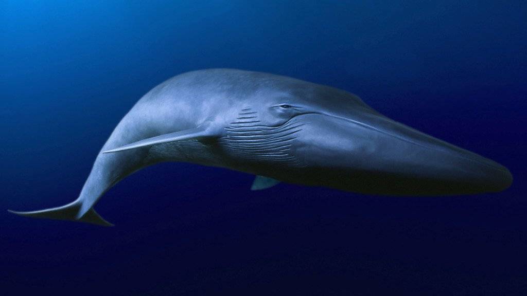Wissenschaftler haben das Erbgut des Blauwals und weiterer Walarten entschlüsselt. (Archiv)