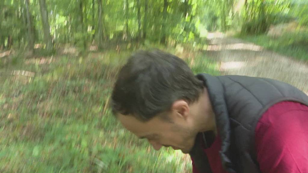 Mangelware: Nach einem trockenen Sommer gibt es in der Region nur ein Viertel so viele Pilze wie im Vorjahr