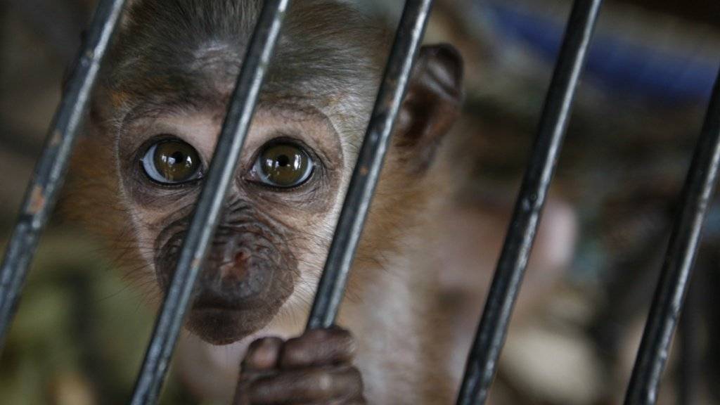 Der Nationalrat hat ein Verbot von wissenschaftlichen Versuchen an Primaten abgelehnt. Er hält die heutigen Regeln für genügend klar. (Symbolbild)