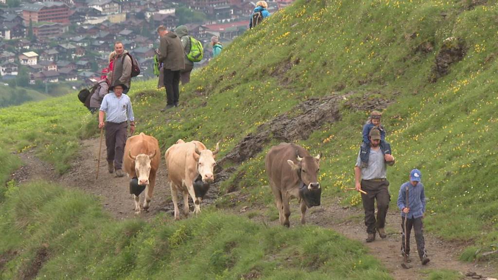 Perfekte Wetterbedingungen für Alpaufzug bei Engstligenalp