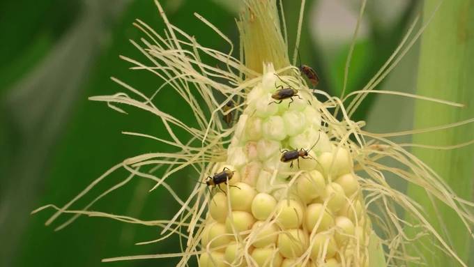 Maisanbau in zwei Dutzend St.Galler Gemeinden verboten - wegen Käfer