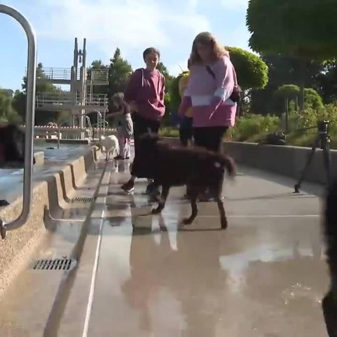 In der Badi Langenthal springen jetzt auch die Hunde ins Wasser