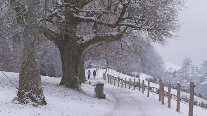 Streit um Ausbau des St.Galler Baumschutzes – beide Seiten lancieren Abstimmungskampf