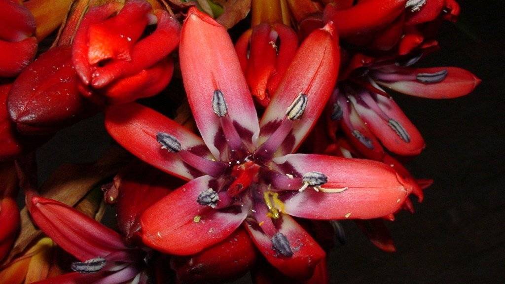 Im Botanischen Garten der Universität Zürich sind in den kommenden Wochen die scharlachroten Blüten der australischen Speerblume zu sehen. Ein seltenes Ereignis - die Pflanze blüht nur alle fünf bis sechs Jahre.