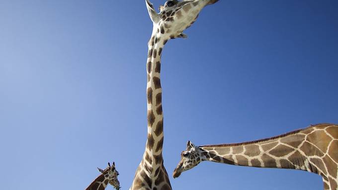 Giraffen brummen in der Nacht