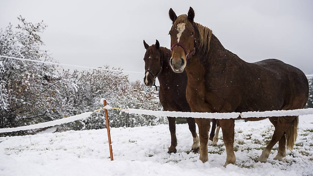 Dank Unterwolle gut geschützt: Pferde in Nendaz. (Archivbild)