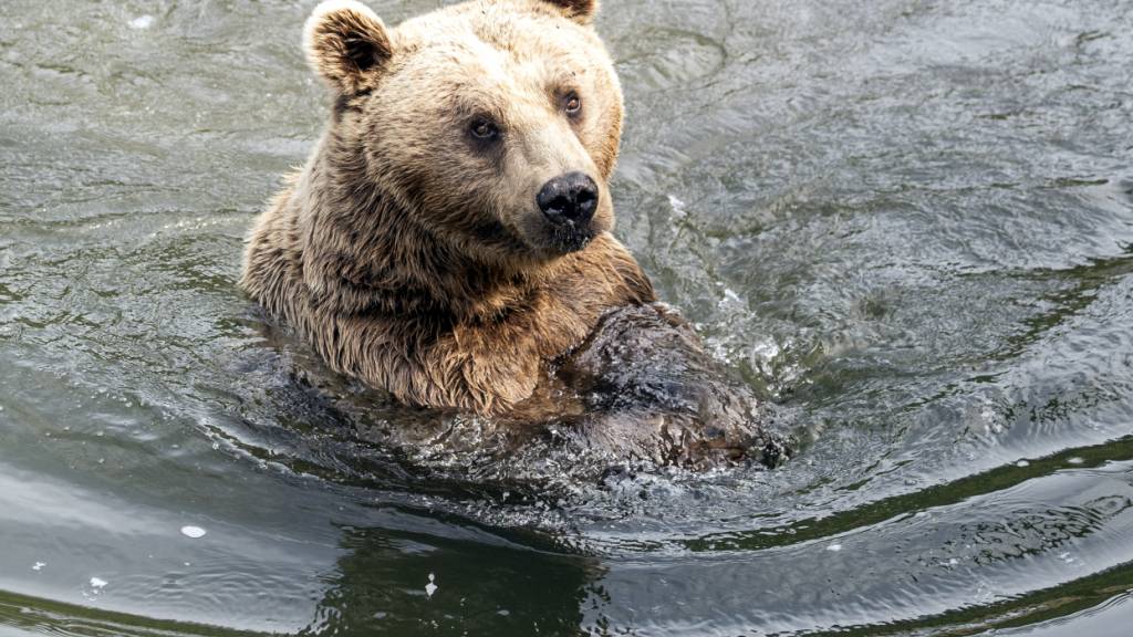 Braunbärendamen neu im Natur- und Tierpark Goldau SZ eingezogen