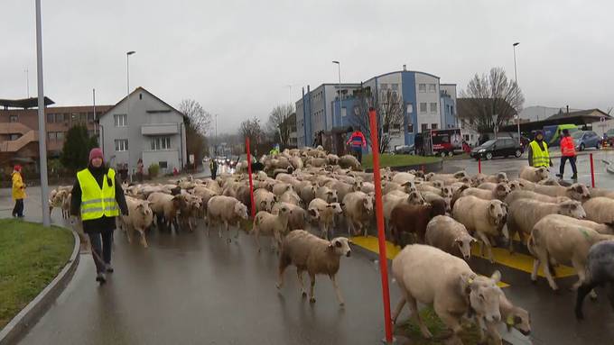 Hunderte Schafe watscheln quer durch Affoltern am Albis