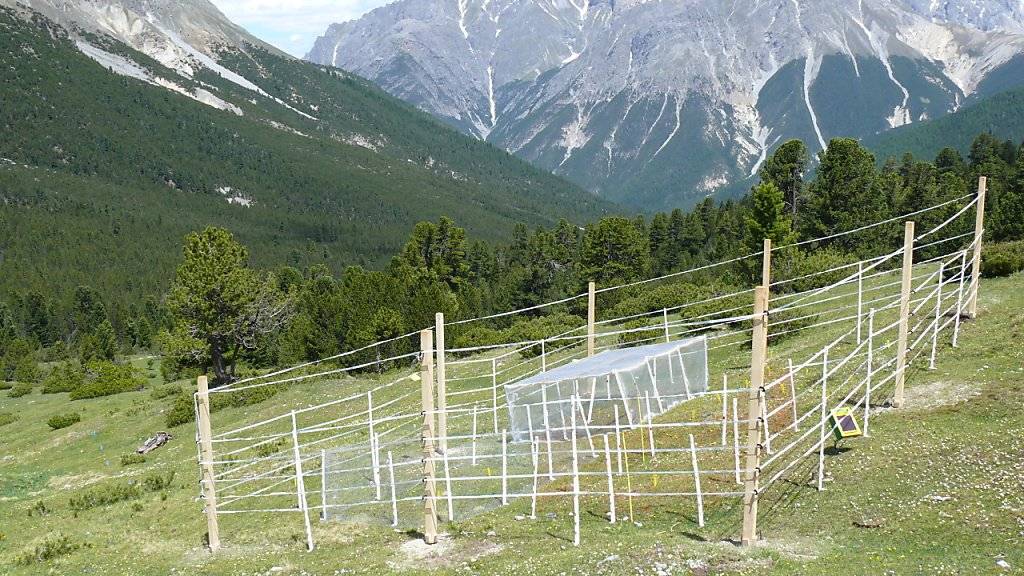 Im Schweizerischen Nationalpark untersuchten WSL-Forschende mithilfe von Zäunen, welche Rolle Tiere verschiedener Grösse für das Ökosystem einer Wiese spielen.