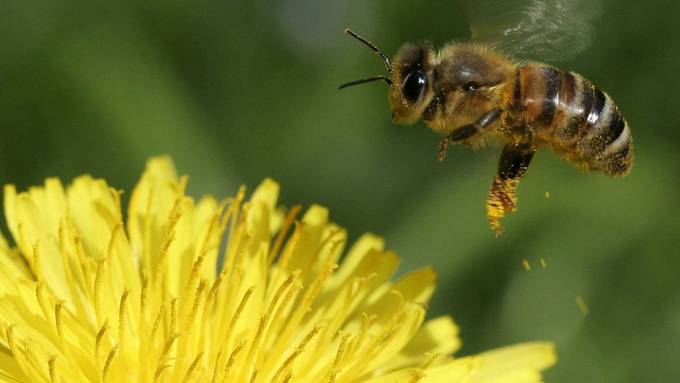 Bienen leiden unter Insektengift und Milben