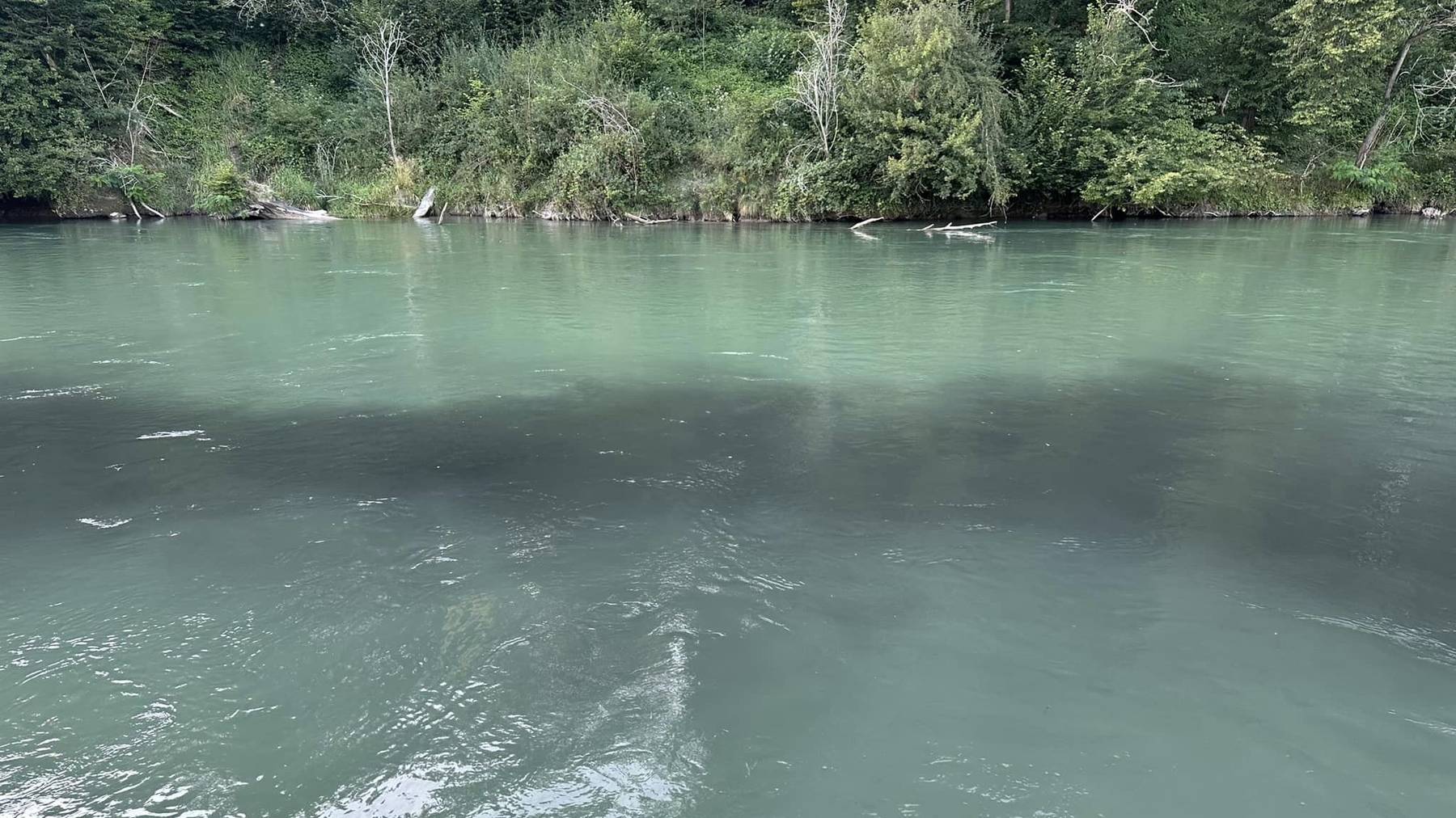 Verschmutztes Wasser Aare bei Aarwangen