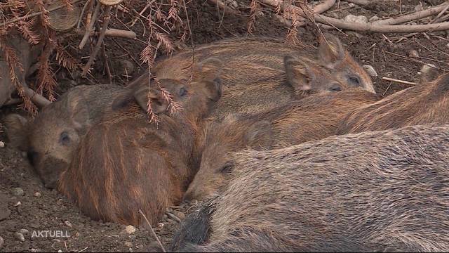 Wildschweine zerstören Maisfeld