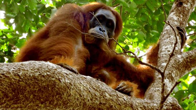 Zoo Zürich schafft eigene Stelle für den Naturschutz