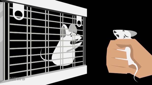 Volksinitiative gegen Tierversuche