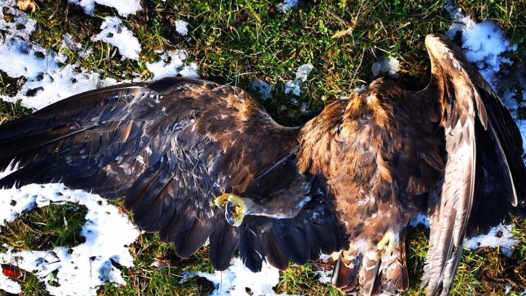 Steinadler laut Tierschützern durch Windturbine getötet