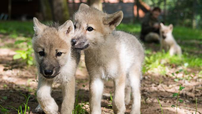 Links-Grün setzt sich für Wolfswelpen von Problemrudel ein