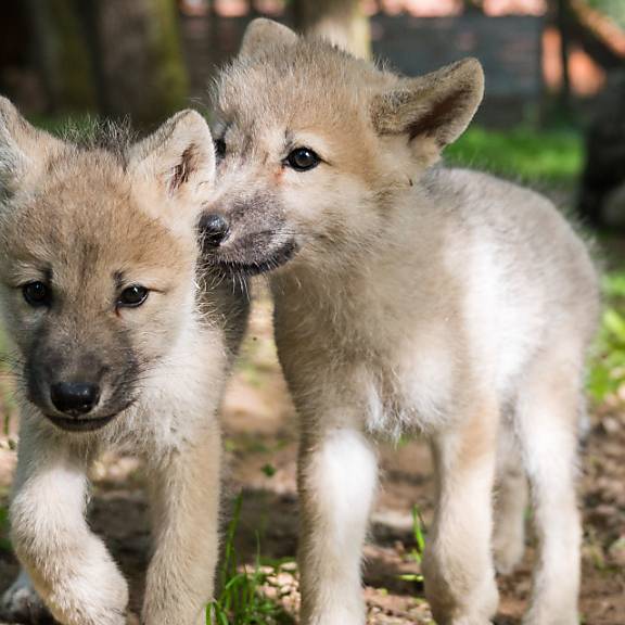 Links-Grün setzt sich für Wolfswelpen von Problemrudel ein