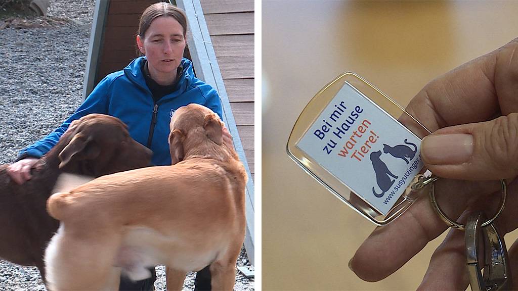 «Kita» für Hunde / Notfallpass für Haustiere 