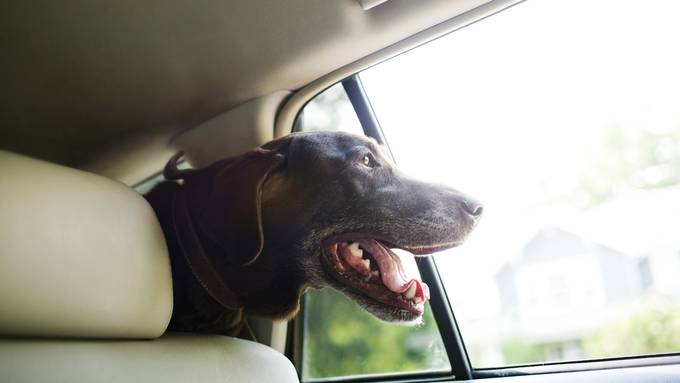 Bei 30 Grad: 83-jährige Zürcherin vergisst Hund im Auto und wird verurteilt
