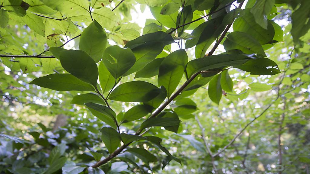 Kirschlorbeer darf vom Herbst an nicht mehr verkauft werden