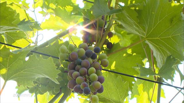 Trockenheit sorgt für Freude bei Winzern