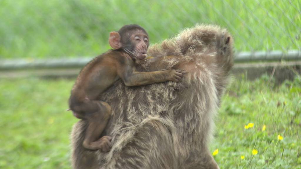 Nachwuchsglück im Doppelpack: Zwei Affenbabys im Plättli Zoo geboren