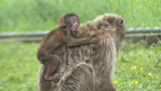 Nachwuchsglück im Doppelpack: Zwei Affenbabys im Plättli Zoo geboren