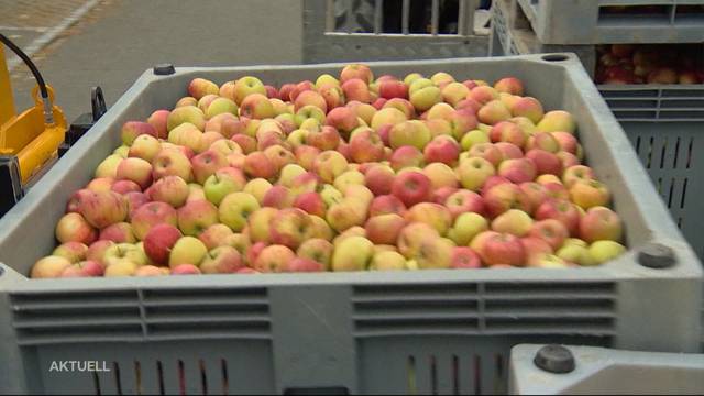 Rekordmässige Erntebilanz von Aargauer Obstbauern und Winzer 