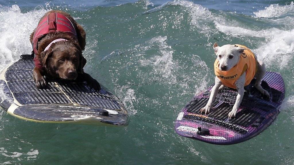 Es gibt nichts, was es nicht gibt: In Kalifornien fand am Wochenende die Weltmeisterschaft im Hundesurfen statt.