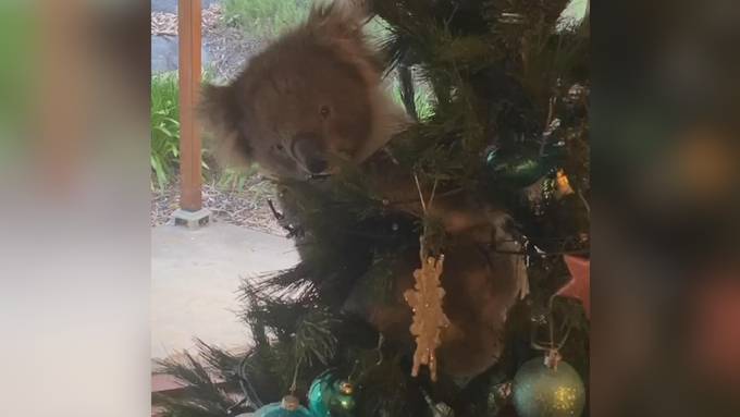Koala versteckt sich in Weihnachtsbaum