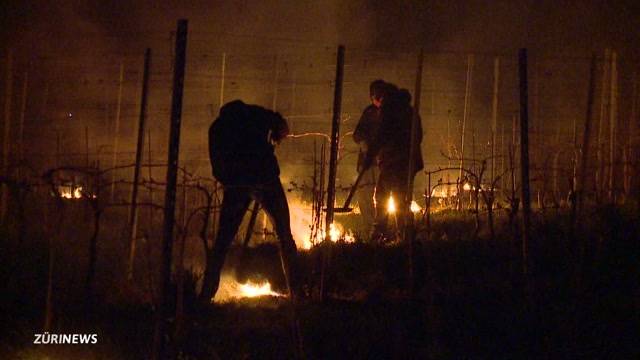 Mit Feuer gegen das Traubensterben