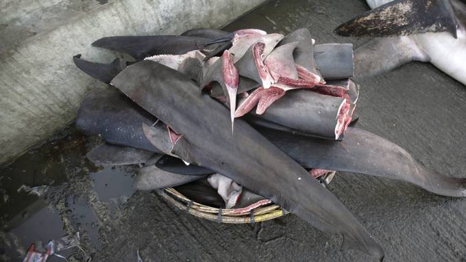 Polizei in Panama stellt über sechs Tonnen Haiflossen sicher