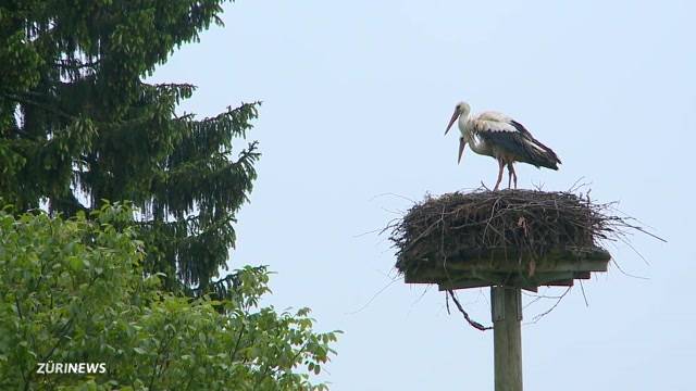 Storchenbabys sterben den Wettertod