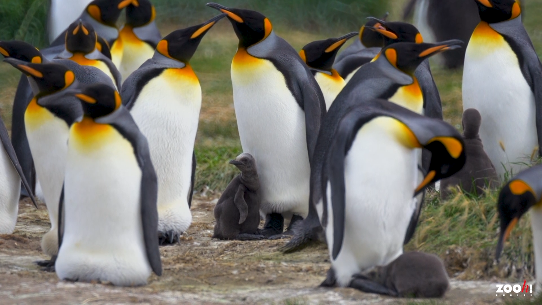 Forschungsprojekt Koenigspinguine 