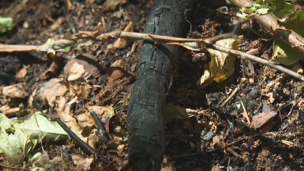 Glück im Unglück: Waldbrand in Ermenswil endet glimpflich