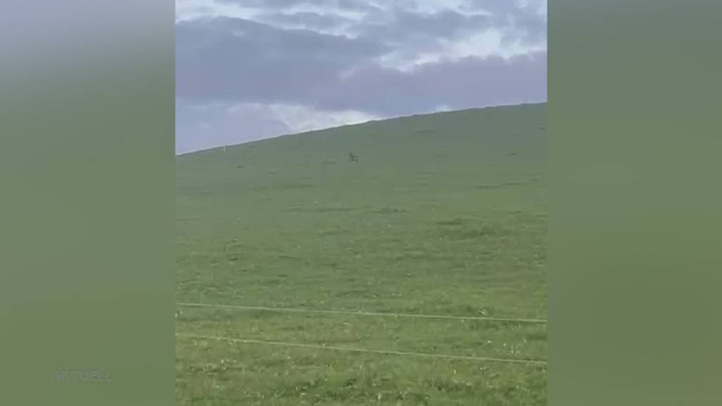 Bauern am Albis haben Angst vor dem Wolf