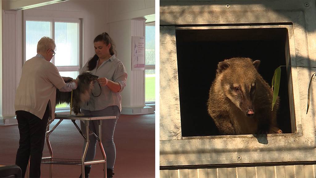 Zuchtzulassungsprüfung für Hunde / Nasenbären im Knies Kinderzoo
