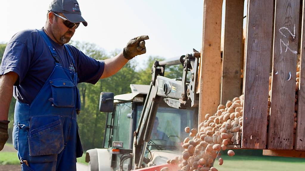 Ein Bauer bestellt sein Kartoffelfeld: Die Kraut- und Knollenfäule bedroht dieses Jahr die Ernte (Symbolbild).