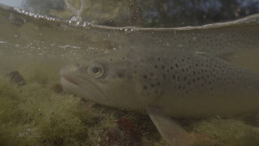 Historisches Fischsterben auch im Kanton Aargau